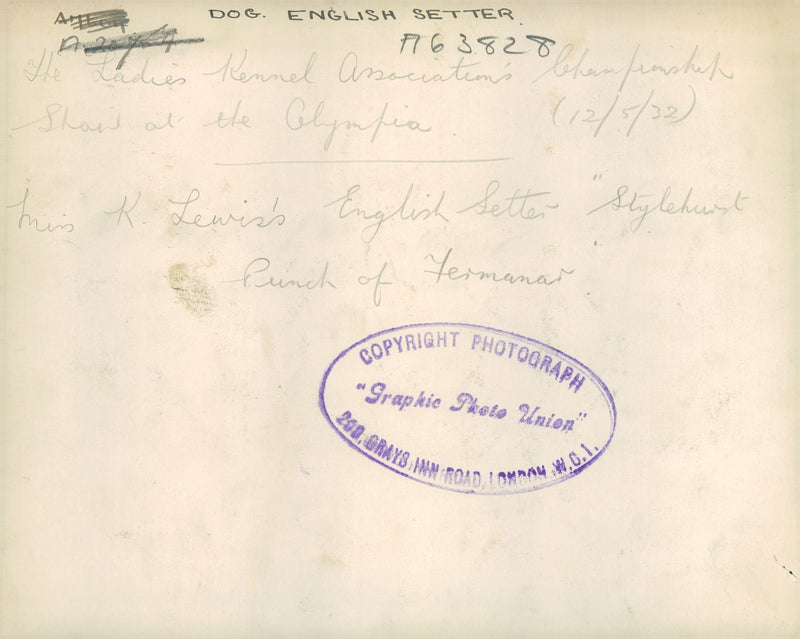 Dogs: English Setter - Vintage Photograph