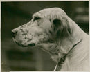 Dogs: English Setter - Vintage Photograph