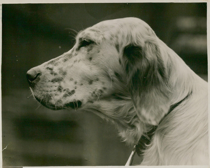 Dogs: English Setter - Vintage Photograph