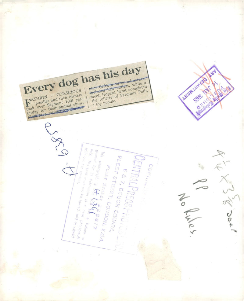 Dogs poodles,Fashion concious poodles. - Vintage Photograph