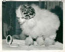 Dogs poodles,Fashion concious poodles. - Vintage Photograph