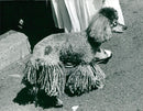 Dogs poodles,Dog blind in one eye chinnes. - Vintage Photograph