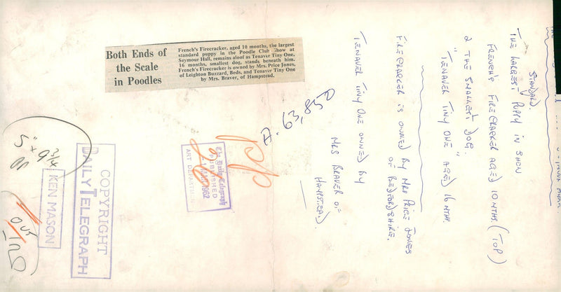 Both ends of the scale in poodles. - Vintage Photograph