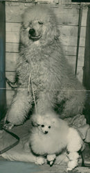 Both ends of the scale in poodles. - Vintage Photograph
