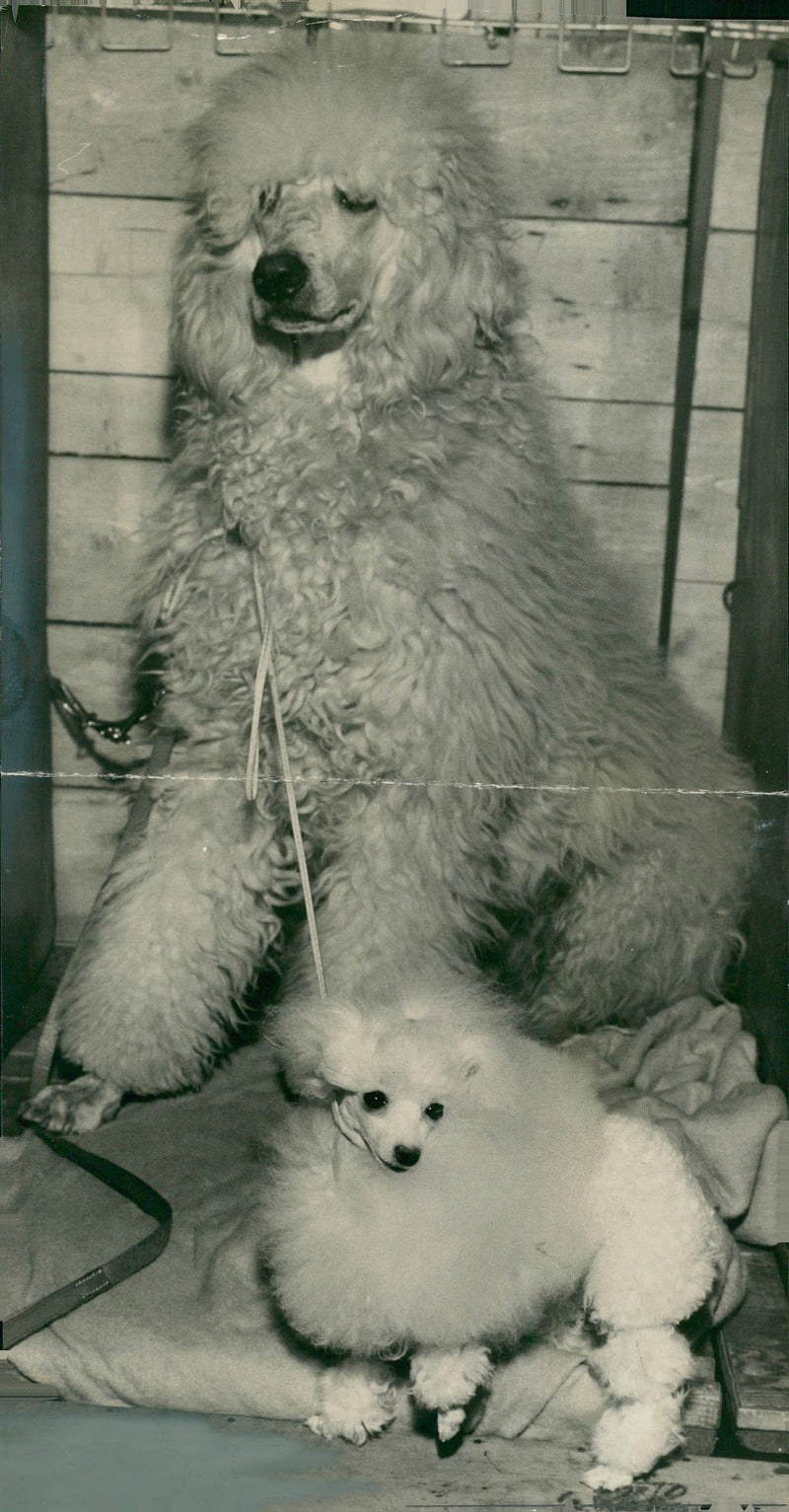 Both ends of the scale in poodles. - Vintage Photograph
