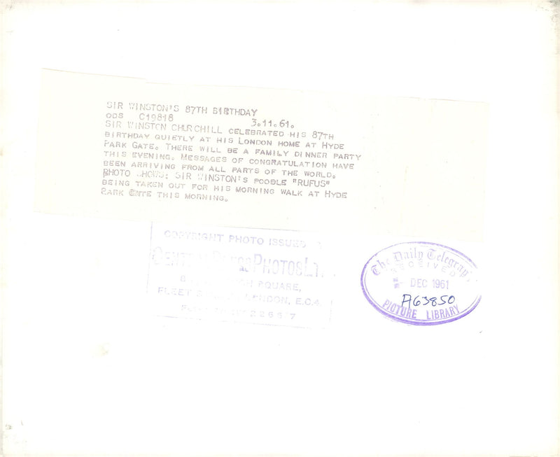 Dogs poodles. - Vintage Photograph