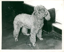 Dogs poodles. - Vintage Photograph