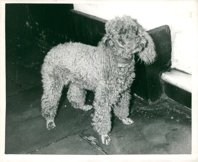 Dogs poodles. - Vintage Photograph