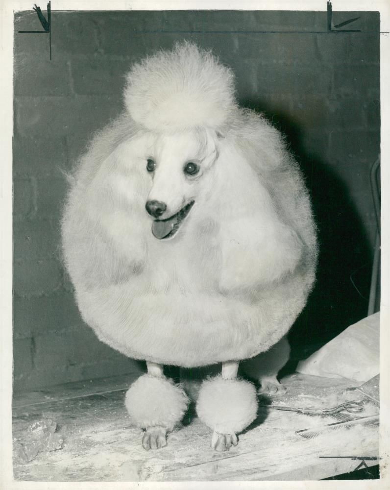 two of the entries in the richmond championship dog show. - Vintage Photograph