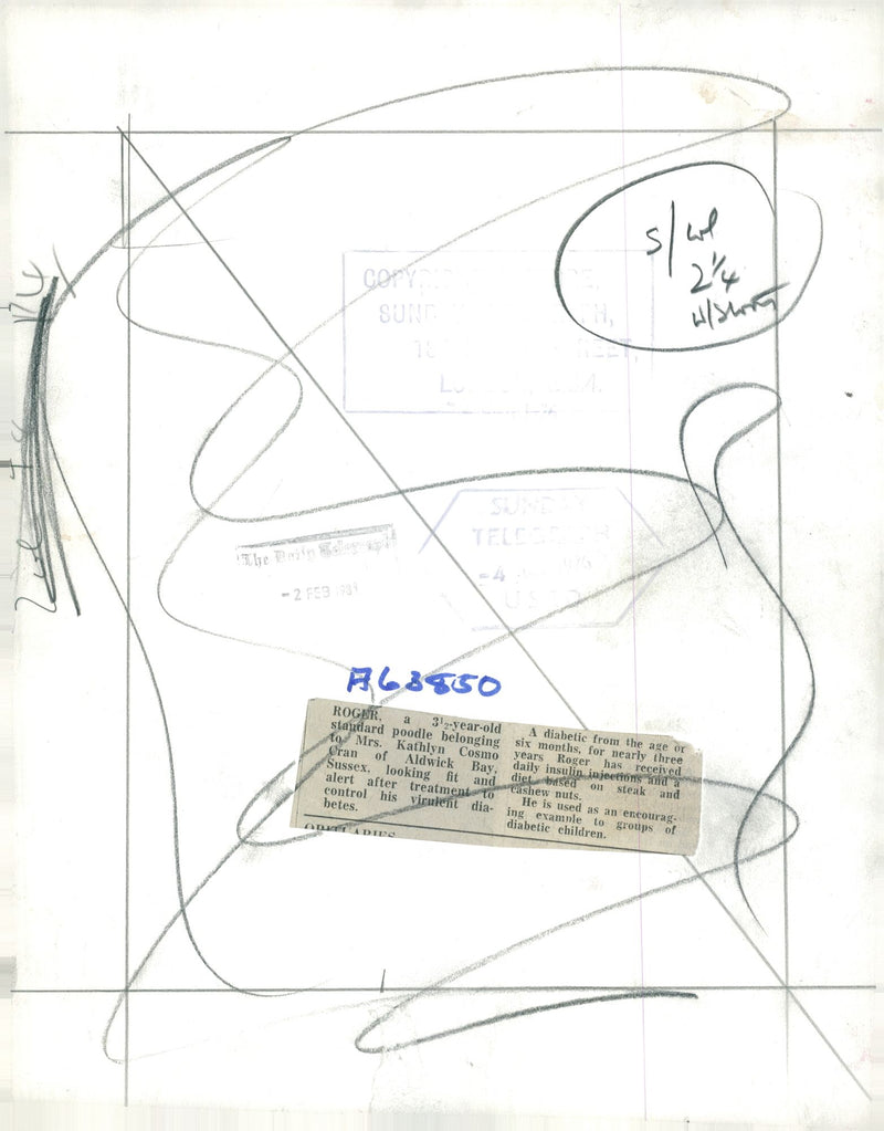 Dogs poodles. - Vintage Photograph