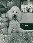 Dogs poodles. - Vintage Photograph