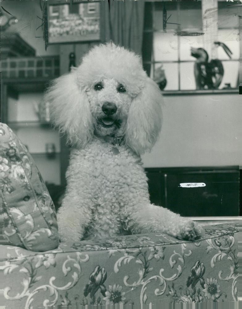 Dogs poodles. - Vintage Photograph