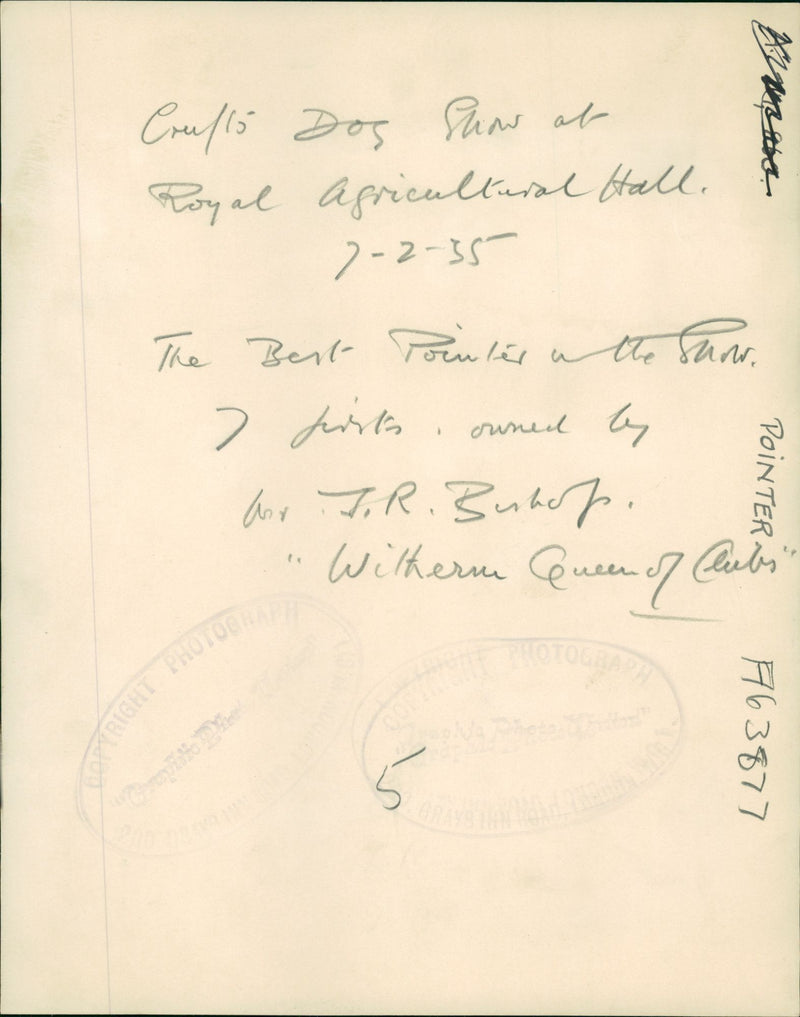 Dogs pionters. - Vintage Photograph