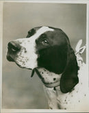 Dogs pionters. - Vintage Photograph
