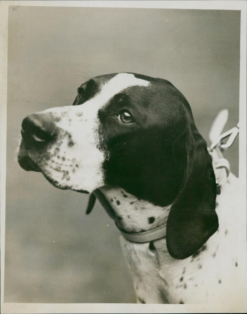 Dogs pionters. - Vintage Photograph