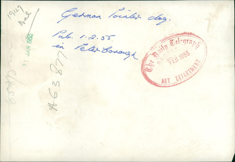 Dogs pionters. - Vintage Photograph