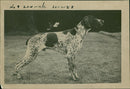 Dogs pionters. - Vintage Photograph