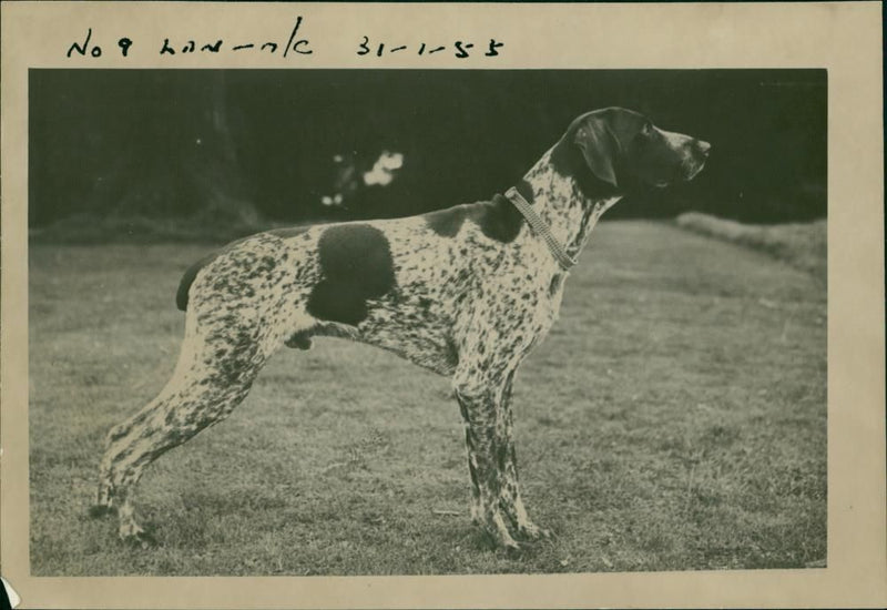 Dogs pionters. - Vintage Photograph