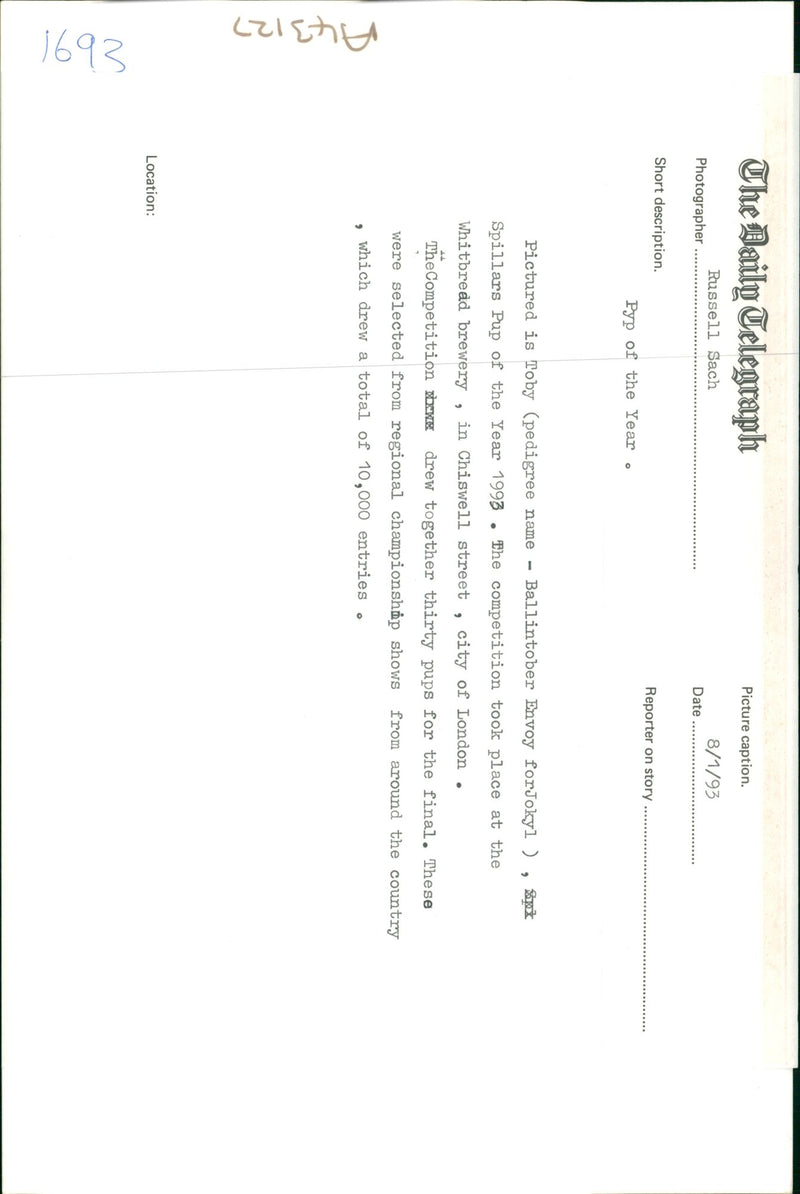 Dogs: Airedales: Toby. - Vintage Photograph