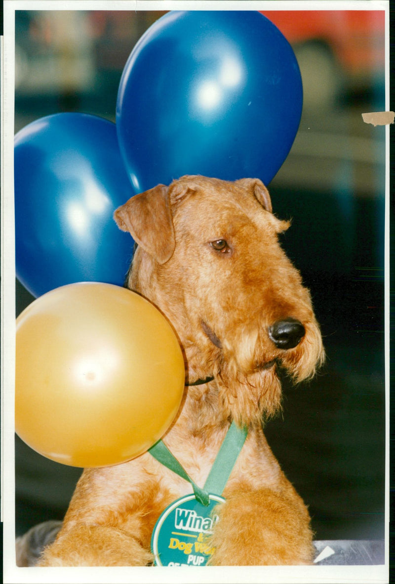 Dogs: Airedales: Toby. - Vintage Photograph