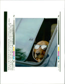 Donning shades a golden retriever enjoys the dog days of summer. - Vintage Photograph