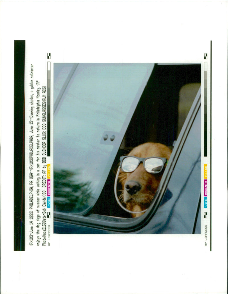 Donning shades a golden retriever enjoys the dog days of summer. - Vintage Photograph