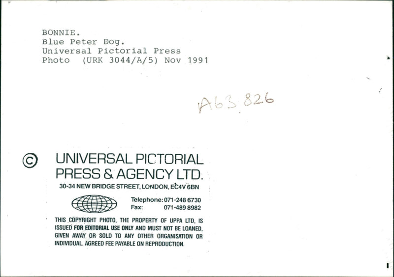 Bonnie Blue peter dog. - Vintage Photograph