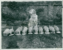 One puppy in this litter of 10 golden retrievers isnt playing the game. - Vintage Photograph