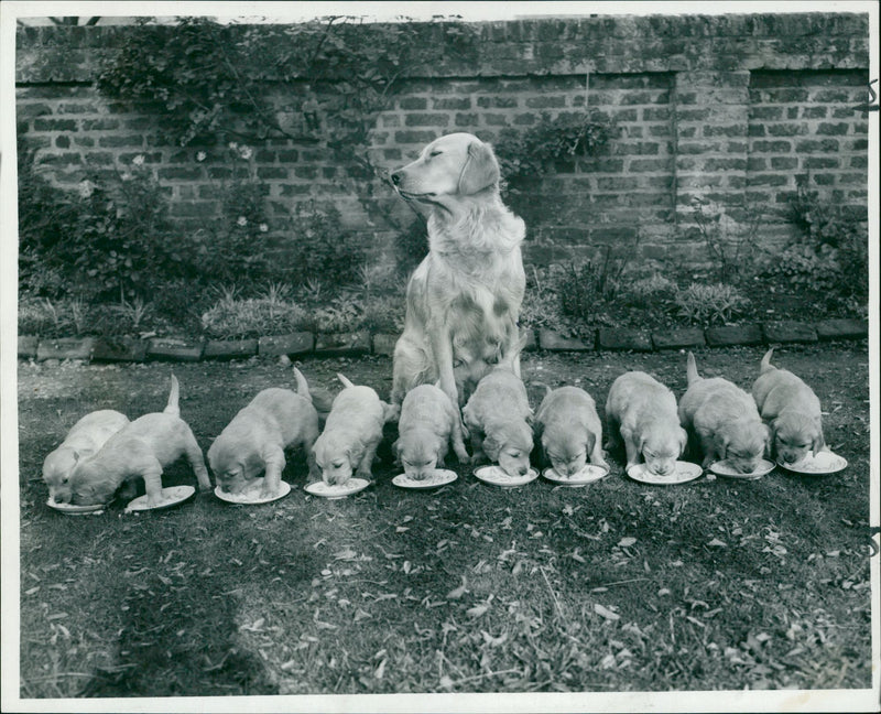 One puppy in this litter of 10 golden retrievers isnt playing the game. - Vintage Photograph