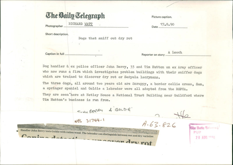 Dogs that sniff out dry rot. - Vintage Photograph