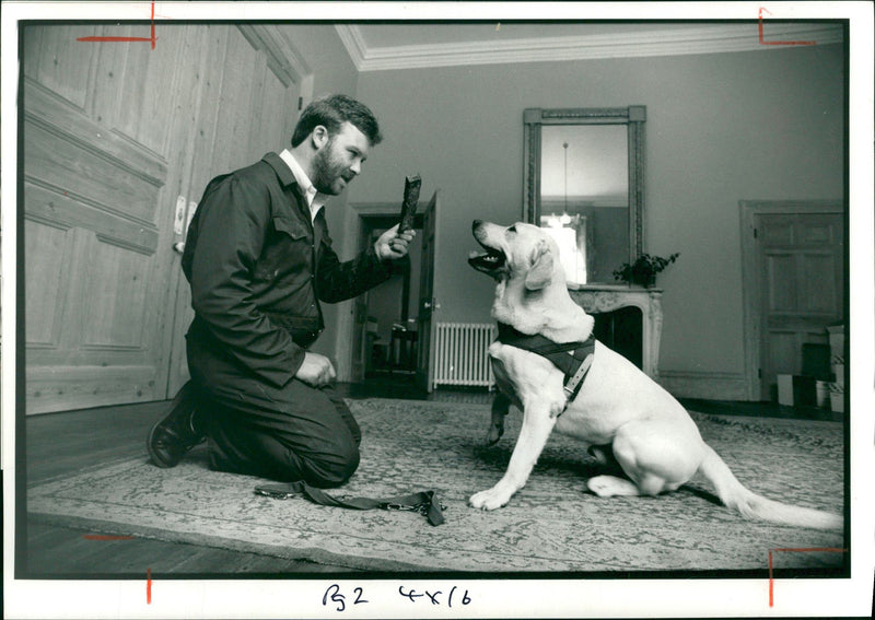 Dogs that sniff out dry rot. - Vintage Photograph