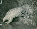 Animal: Temminck's Pangolian - Vintage Photograph