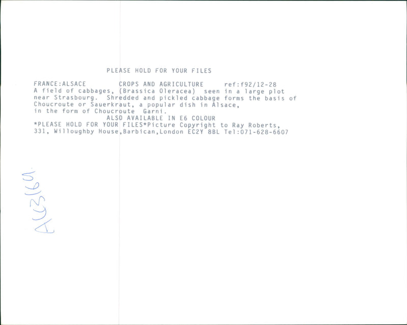 France: Alsace, A field of cabbage (Brassica Oleracea) - Vintage Photograph