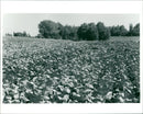 France: Alsace, A field of cabbage (Brassica Oleracea) - Vintage Photograph