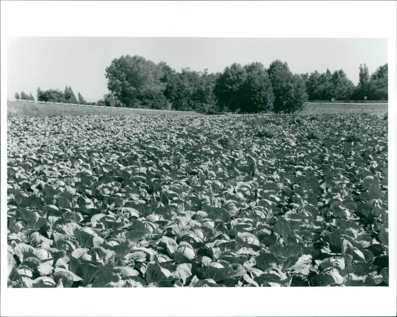 France: Alsace, A field of cabbage (Brassica Oleracea) - Vintage Photograph