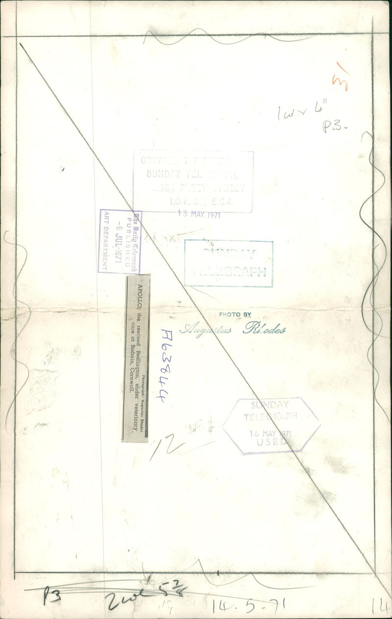 Bedlington Terriers Dogs - Vintage Photograph