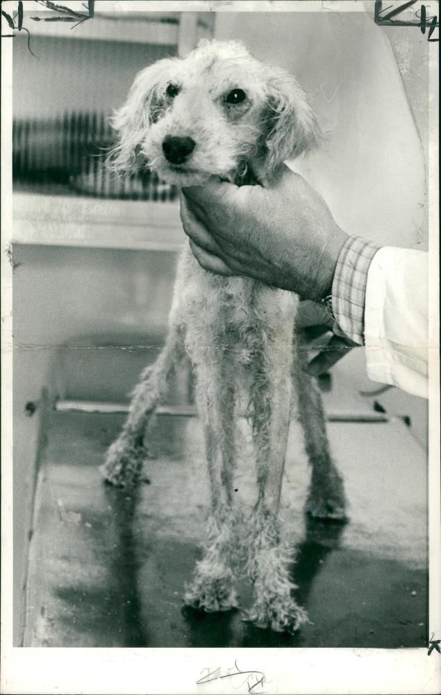 Bedlington Terriers Dogs - Vintage Photograph