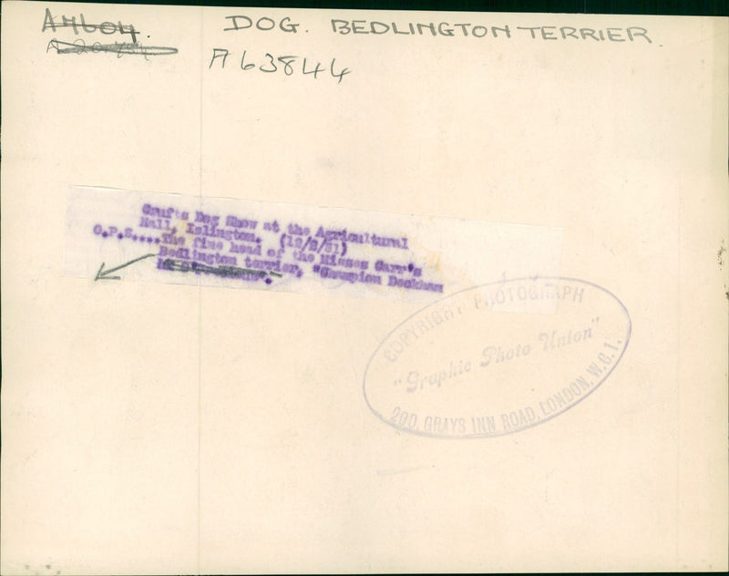 Bedlington Terriers Dogs - Vintage Photograph