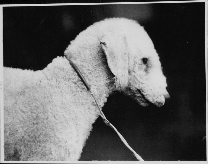 Bedlington Terriers Dogs - Vintage Photograph