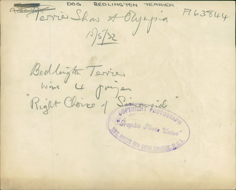 Bedlington Terriers Dogs - Vintage Photograph