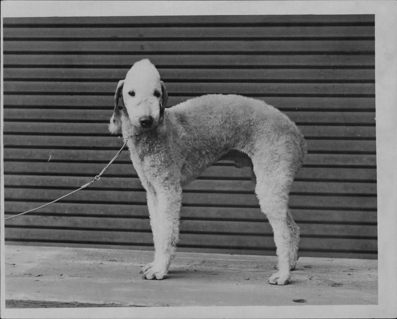 Bedlington Terriers Dogs - Vintage Photograph