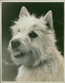 Dog w highland terrier. - Vintage Photograph