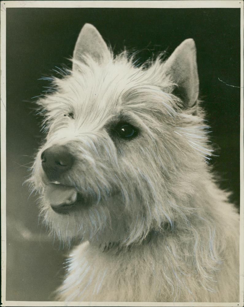 Dog w highland terrier. - Vintage Photograph