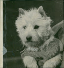 Dog w highland terrier. - Vintage Photograph