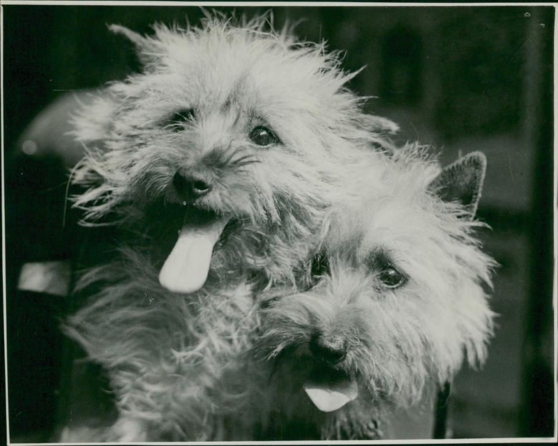 The cairn terrier animal dogs. - Vintage Photograph