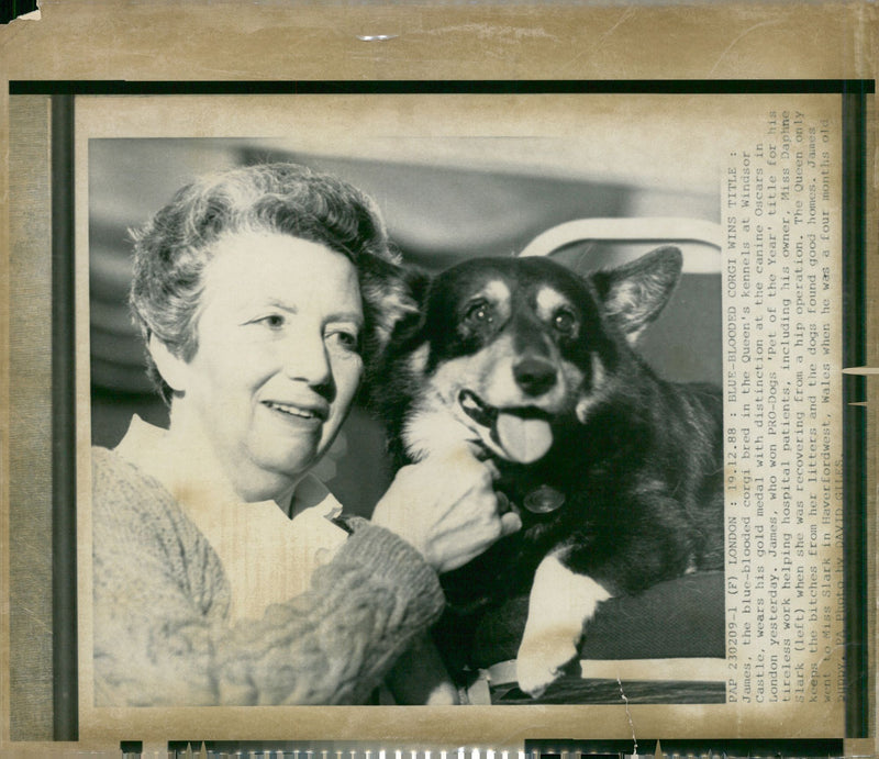 Dochshand Dog - Vintage Photograph