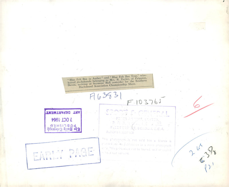 Blue felt bee in amber and blue felt bee true. - Vintage Photograph