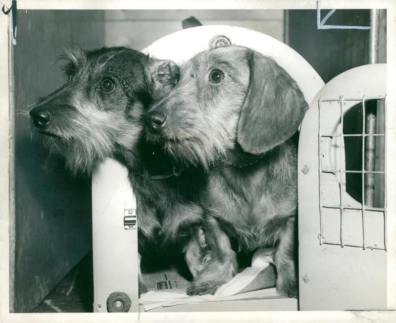 Blue felt bee in amber and blue felt bee true. - Vintage Photograph