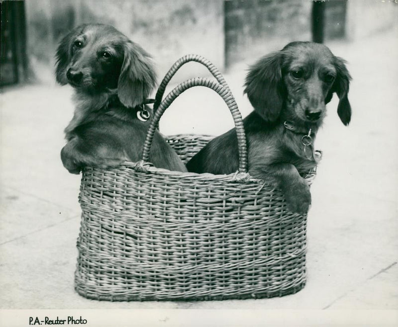 Primrosepatch fairy rose and prirosepatch precious two long. - Vintage Photograph