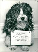 Dogs Collies,Sugar a 12year lod cross bred collie. - Vintage Photograph